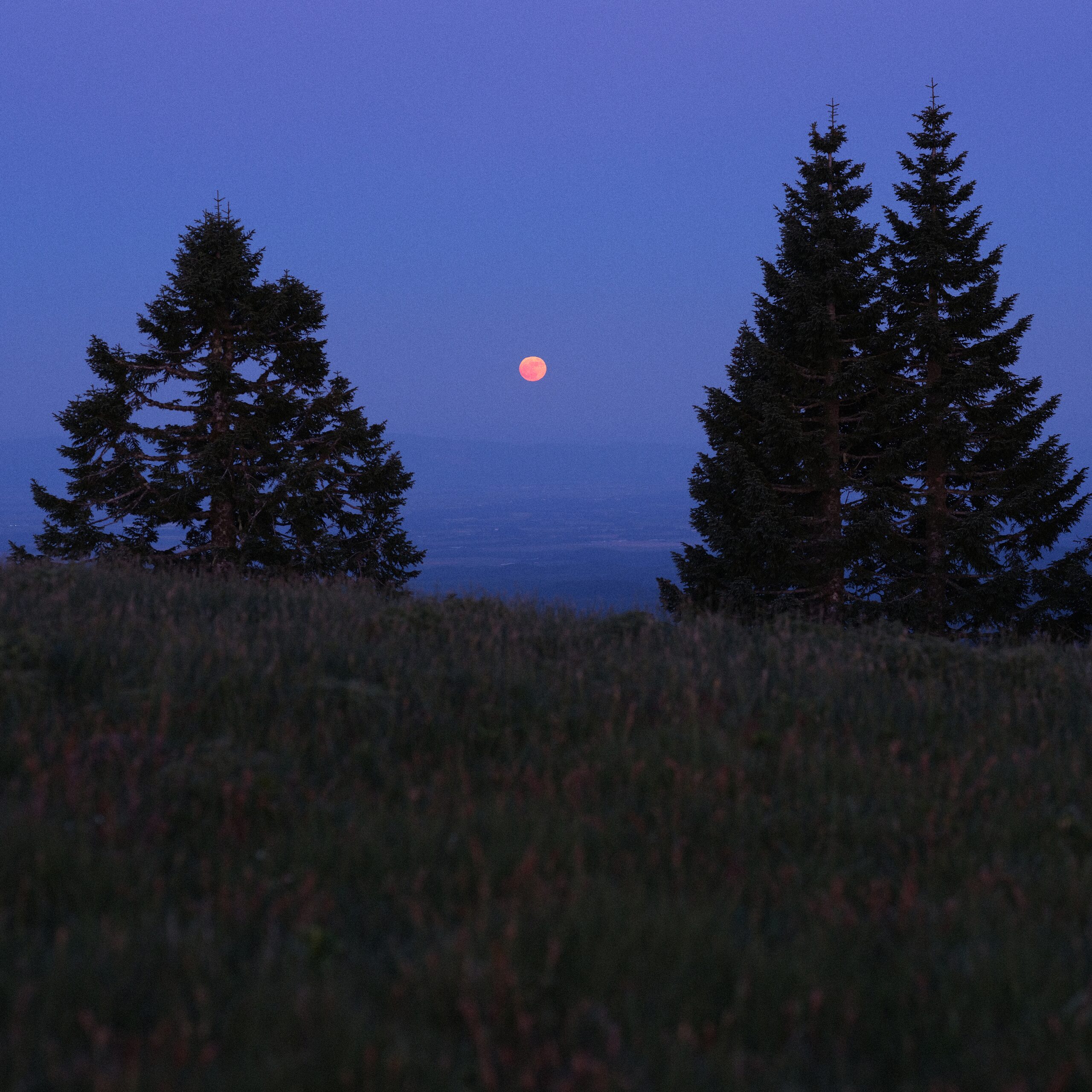 Pink moon rising over forested hills at blue hour