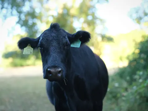 Black angus cow with ear tags looking straight into the lens