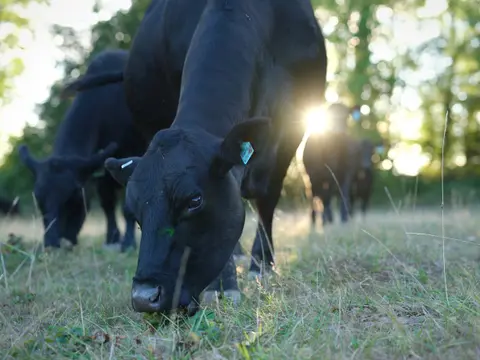 Black angus cattle grazing low in the grass with the sun flaring through the trees